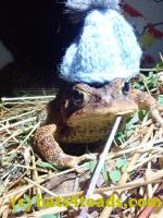 /home//u458753944/public_html/sourcegallery///Roxborough Toad Detour/2022/2022-04-14 and 04-13/P4140995.JPG